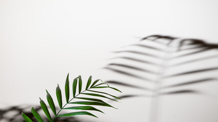 Palm leaf on the bright background