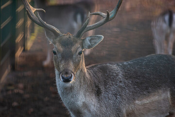 a portrait of a deer. A beautiful reindeer looking at the camera. face to face with a deer