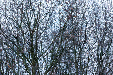 defoliated tree branches in winter, winter and nature.