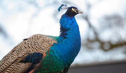 close-up of a blue peacock. portrait of a male peacock. peacock. headshot Portrait close-up