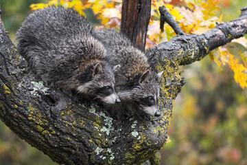 Raccoons (Procyon lotor) In Tree Stare Intently Right Autumn