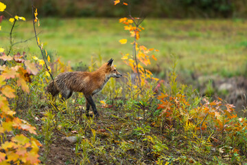 Red Fox (Vulpes vulpes) Walks Right Across Island Autumn