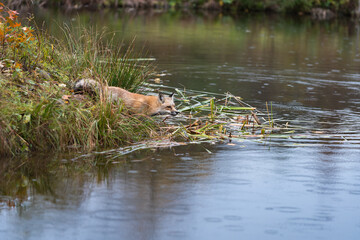Amber Phase Fox (Vulpes vulpes) Wades Into Water Autumn