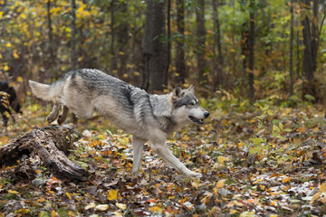 Obraz premium Grey Wolf (Canis lupus) Lands After Jumping Over Log Autumn