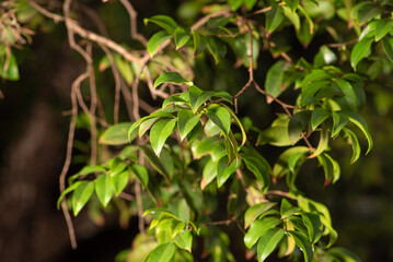 Foliage, beautiful foliage found in a garden, selective focus.