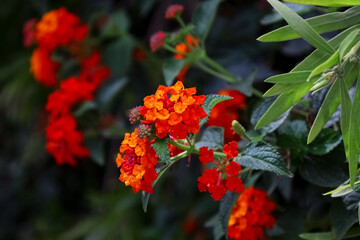 Beautiful red flowers blooming outdoors, closeup