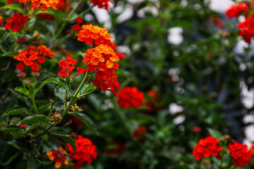 Beautiful red flowers blooming outdoors, closeup