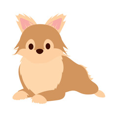 cute pomeranian dog