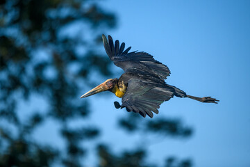 Lesser adjutant stork flying at Kaziranga National Park, Assam, India