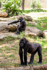 Fototapeta na wymiar Funny gorillas in zoological garden