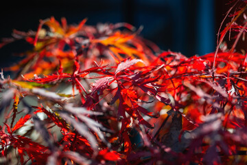 couleurs de l'érable du japon en automne