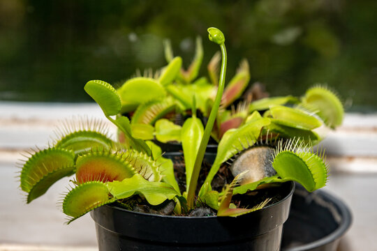 Dionaea carnivorous plant with floral tassel in selective focus
