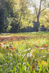 Obraz premium paysage automnal