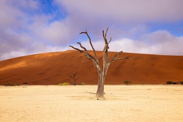 Dead Camelthorn Trees against red dunes and blue sky in Deadvlei, Sossusvlei. Namib-Naukluft National Park, Namibia, Africa