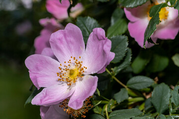 Obraz premium California wild rose with gorgeous pink and white colors, flower, macro. close-up of purple flowers. Detailed and close-up shot. First spring colors and wallpapers.