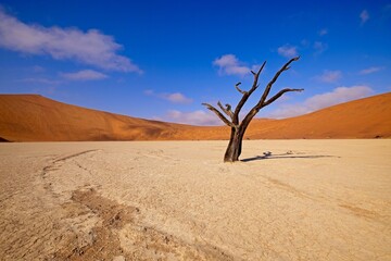 Dead Camelthorn Trees against red dunes and blue sky in Deadvlei, Sossusvlei. Namib-Naukluft National Park, Namibia, Africa