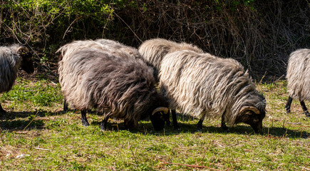 beautiful  sheep grazing on the farm. animal husbandry and livestock breeding.