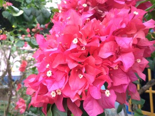 Blooming bougainvillea Bouquet on tree.Magenta flowers.Bougainvillea flowers as a background.Floral background.