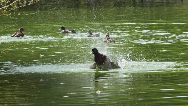 Flock of Wild Ducklings Swimming and Grooming in Green Colored Water Lake Footage.