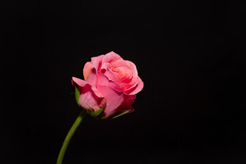close-up of a pink rose against a black background. red rose, valentines day, love sign
