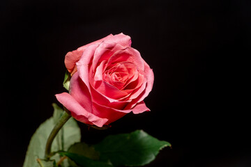 close-up of a pink rose against a black background. red rose, valentines day, love sign