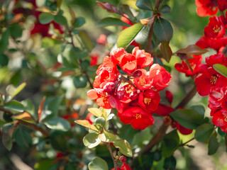 Obraz premium Blooming Chaenomeles japonica, known as either Japanese quince or Maule's quince. Bright red flowers in spring sunny day.