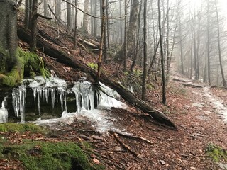 foggy and icy trail