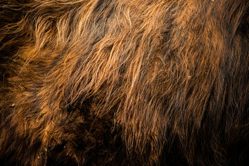 Highland Cow Hair