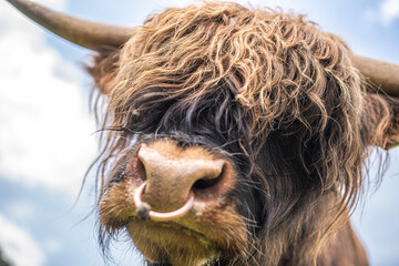 Highland Cow Bull Close