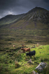 Highland cows in the valley on Isle Of Skye, Scotland