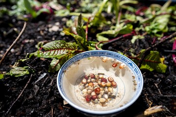 sowing seeds in a vegetable garden