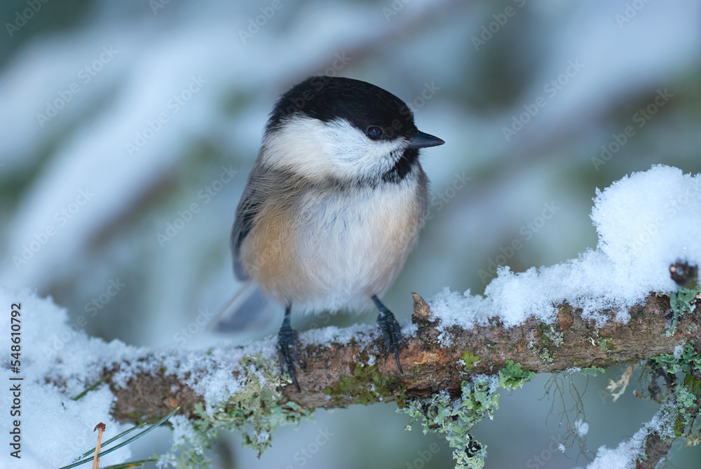 Canvas Prints Willow tit in winter