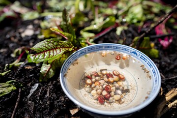 sowing seeds in a vegetable garden