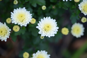 heads of chryhanthema flowers, fluffy white chrysanthemum flowers, photo from above, pattern,s, pburgundy fluffy chrysanthemumhoto from above growing autumn chrysanthemums with leaves 