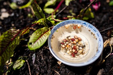 soaking seeds in water getting ready to sow in a garden