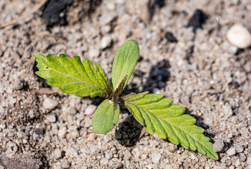 Cannabis Plant