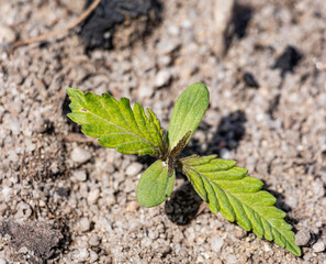 Cannabis Plant