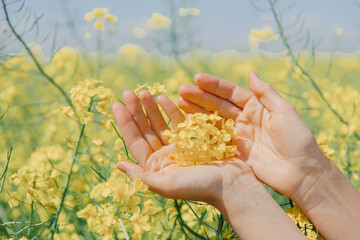 yellow rapeseed field and blue sky 