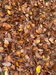 autumn leaves background