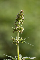 Cannabis Plant