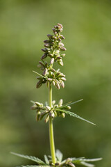 Cannabis Plant