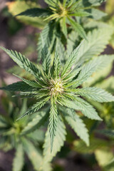 Cannabis Plant