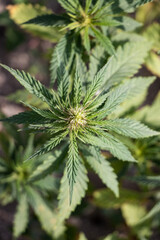 Cannabis Plant