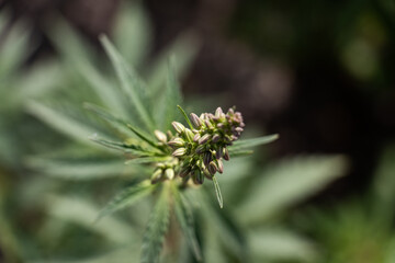Cannabis Plant