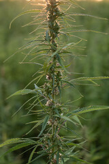 Cannabis Plant