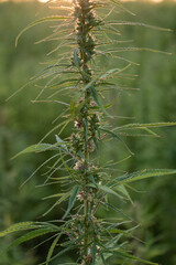 Cannabis Plant
