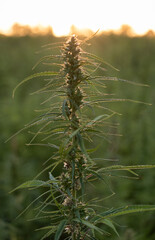 Cannabis Plant