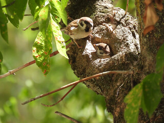 Nest on tree