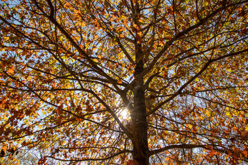 Autumn Trees in the park along a nature trail 