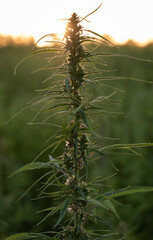 Cannabis Plant